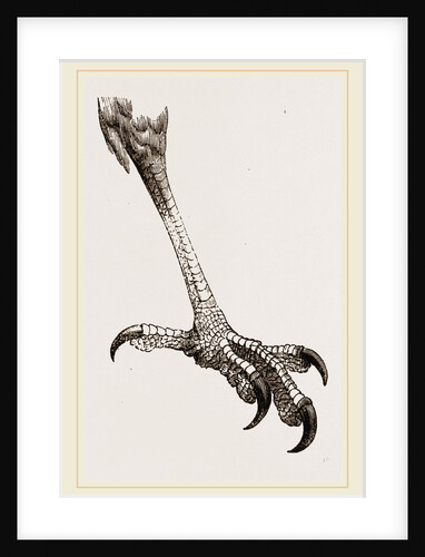 Foot of Brazilian Eagle by Anonymous
