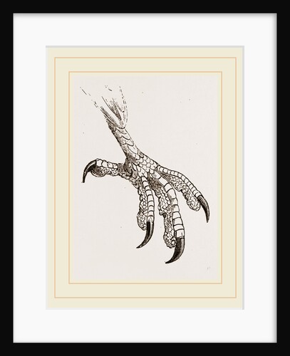 Foot of Cayenne Cymindis by Anonymous