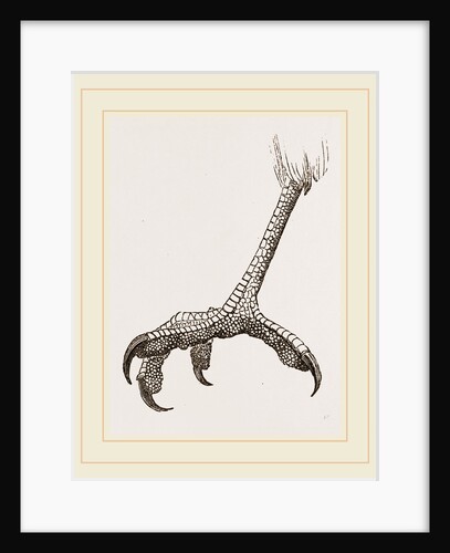 Foot of Black Daptrius by Anonymous