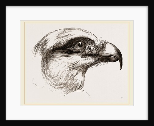 Head of Short toed Circaetus by Anonymous