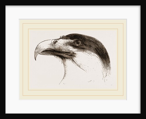 Head of Brazilian Caracara by Anonymous