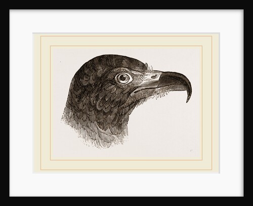 Head of Hook-billed Cymindis by Anonymous