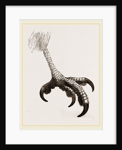 Foot of Short toed Circaetus by Anonymous