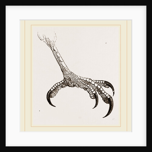Foot of Hook-billed Cymindis by Anonymous