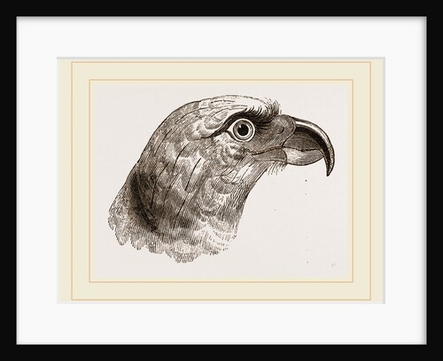 Head of Grey Asturina by Anonymous