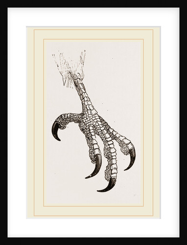 Foot of Aquiline Ibycter by Anonymous