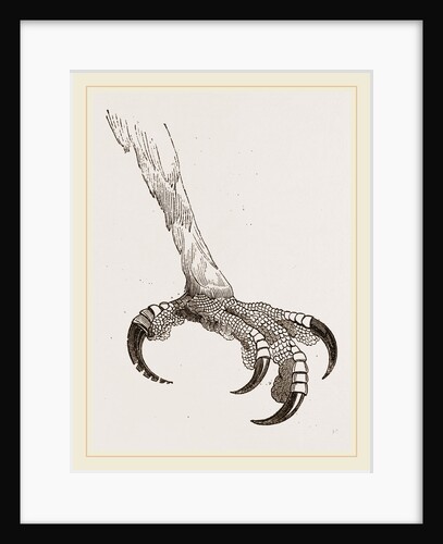 Foot of Crested Morphnus by Anonymous
