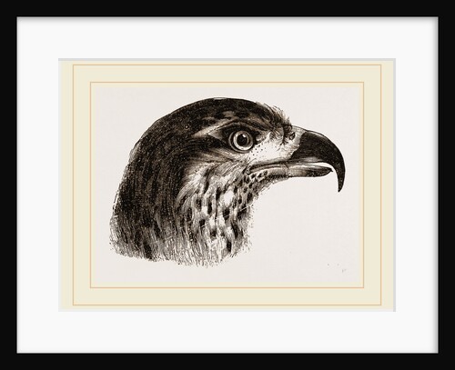 Head of Brazilian Eagle by Anonymous
