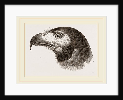 Head of Black Daptrius by Anonymous