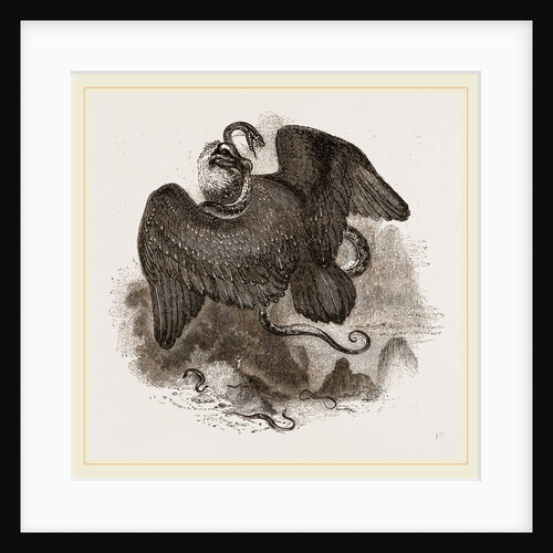 Lammergeyer by Anonymous