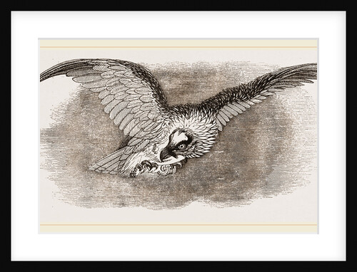 Lammergeyer by Anonymous