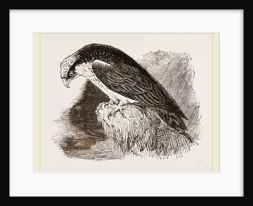 Osprey by Anonymous