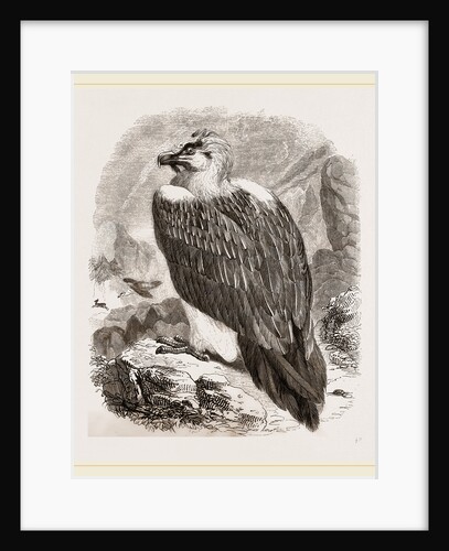 Lammergeyer by Anonymous