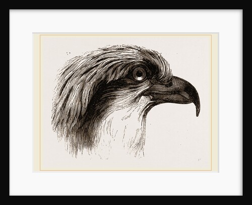 Head of Osprey by Anonymous