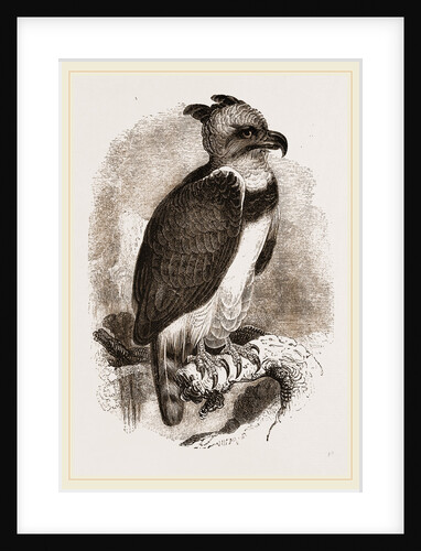 Harpy Eagle by Anonymous