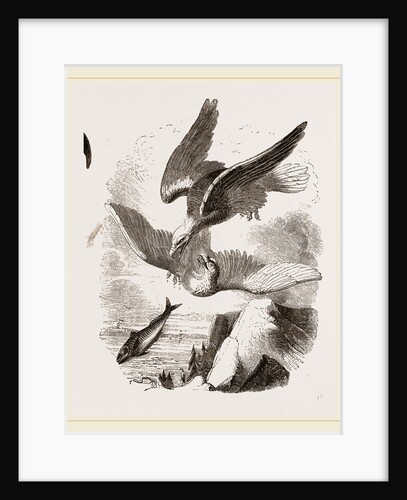 White-headed Eagle and Fish-Hawk by Anonymous
