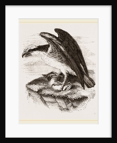 Osprey by Anonymous
