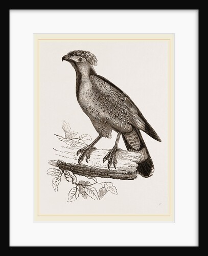 Barred Haematornis by Anonymous