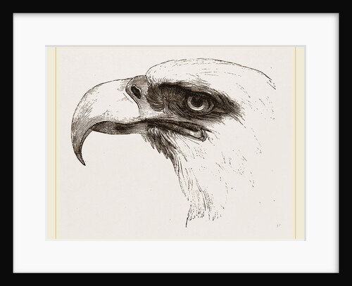 White heade eagle by Anonymous