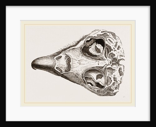 Skull of Eagle by Anonymous