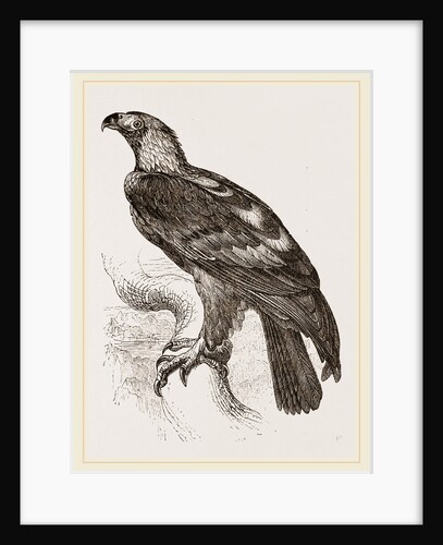 Imperial eagle by Anonymous