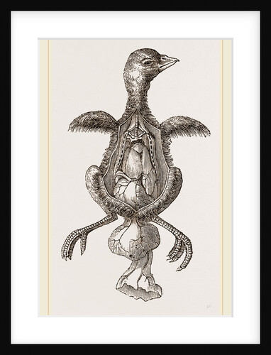 Chick showing absorption of yolk by Anonymous