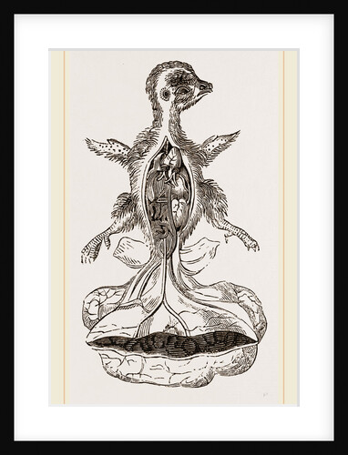 Chick at Fourteen Days by Anonymous