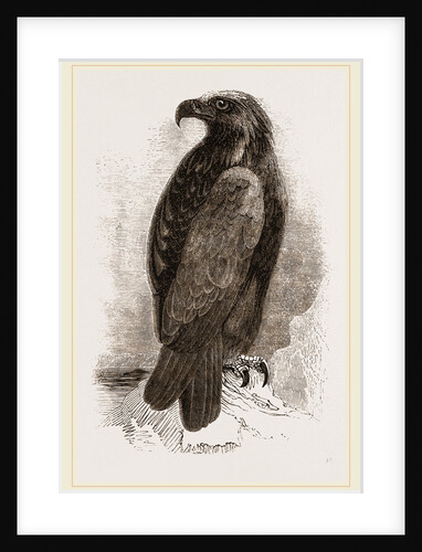 Golden Eagle by Anonymous