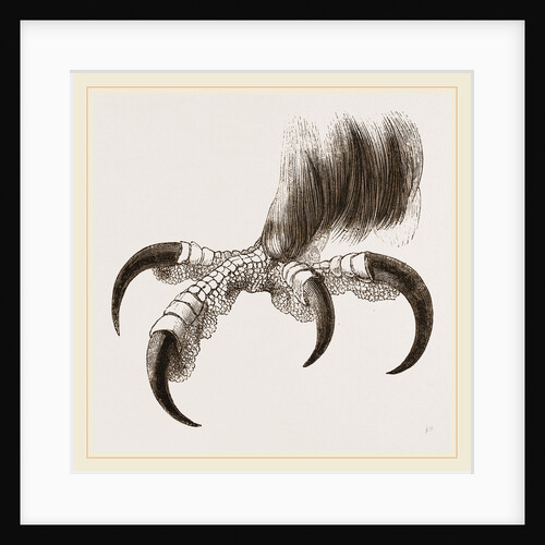Talons of Golden Eagle by Anonymous
