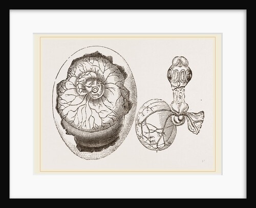 Egg and Chick on Fifth Day by Anonymous