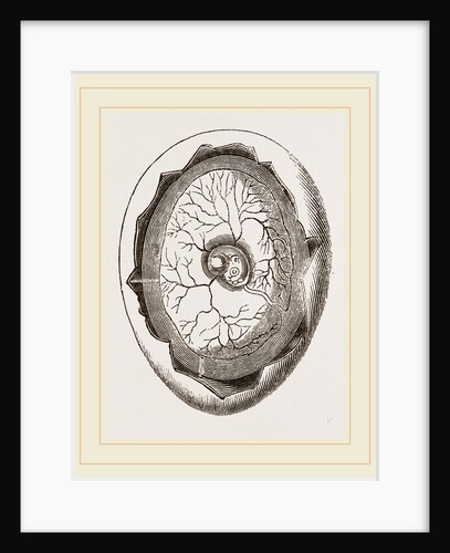Egg and Chick on Fourth Day by Anonymous