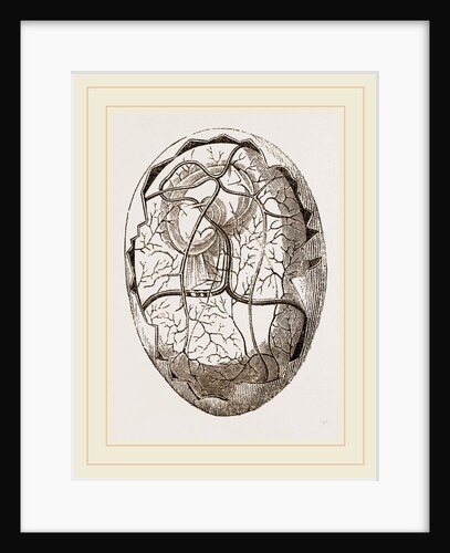 Egg and Chick on Eighth Day by Anonymous
