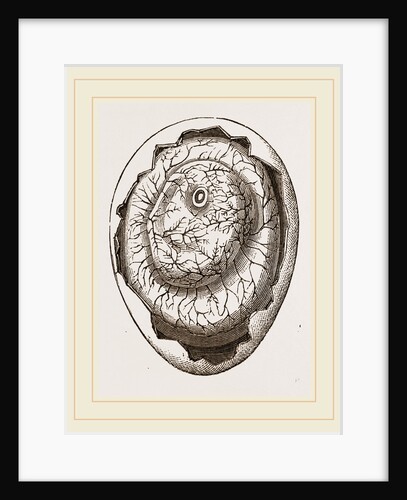 Egg and Chick on Sixth Day by Anonymous