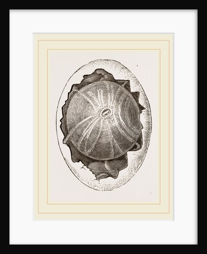 Egg and Germ at Twelve Hours after Incubation by Anonymous