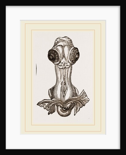 Chick on sixth day by Anonymous