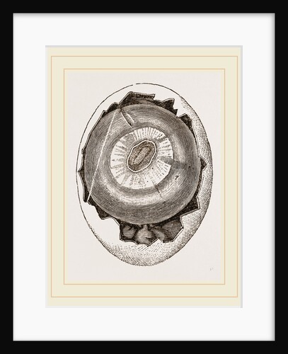 Egg and Germ at Thirty-six Hours by Anonymous