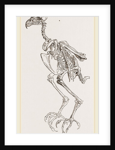 Skeleton of Hawk by Anonymous