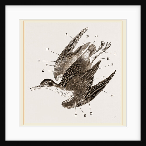 Plumage of Bird by Anonymous