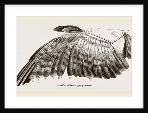 Wing of Buzzard by Anonymous