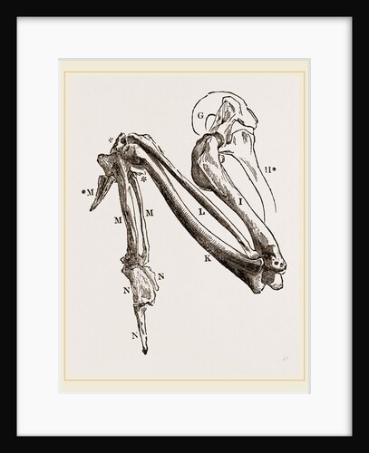 Bones of Hawk's Wing by Anonymous