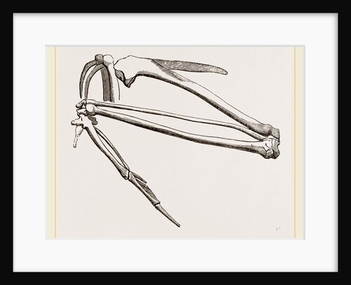 Bones of Hawk's Wing by Anonymous