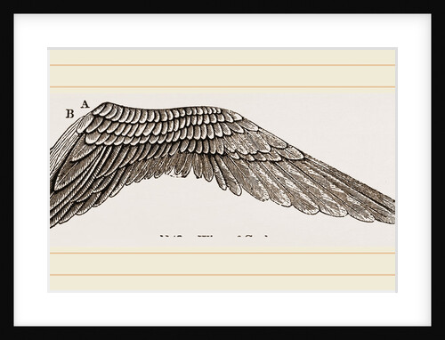 Wing of Curlew by Anonymous
