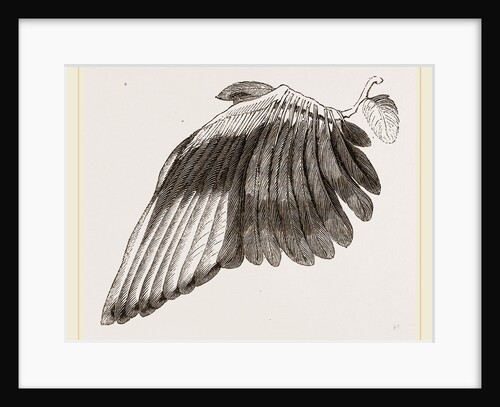 Wing of Magpie by Anonymous