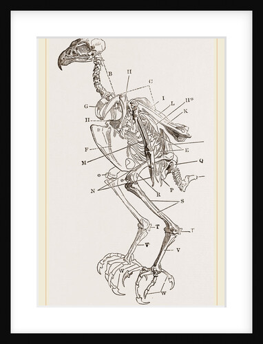 Skeleton of Hawk by Anonymous