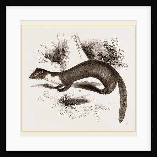 Pine Marten by Anonymous