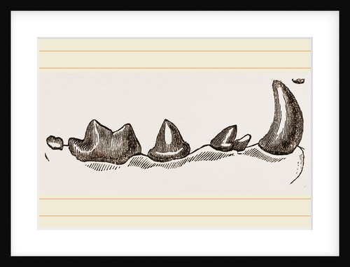 Teeth of Polecat by Anonymous