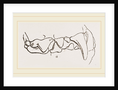 Teeth of Polecat by Anonymous