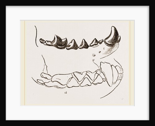 Teeth of Marten by Anonymous
