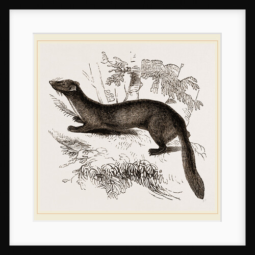 tBeech Marten by Anonymous