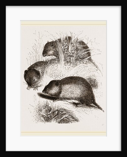 Short tailed Field Mice by Anonymous